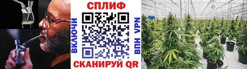 Канабис MAZAR  Купить где  Алзамай 